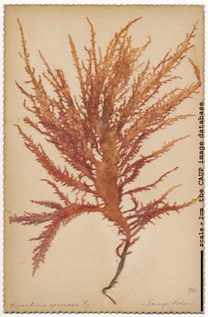 Gigartina spinosa.jpg
